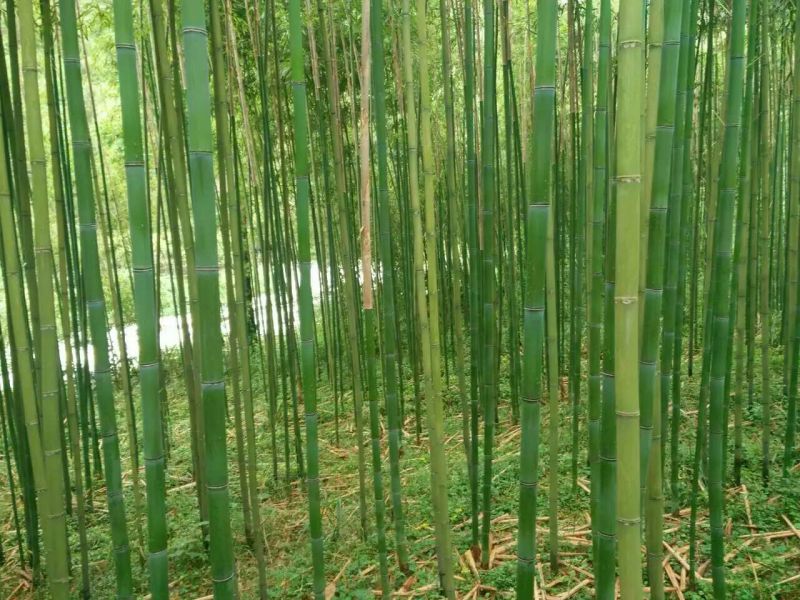 雷竹6~7m