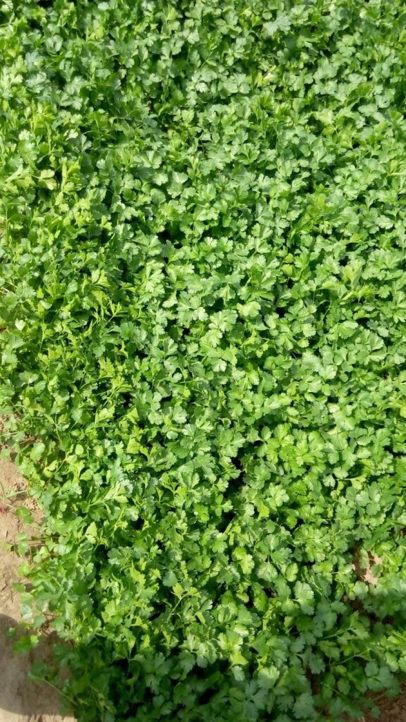 香菜20---30厘米左右