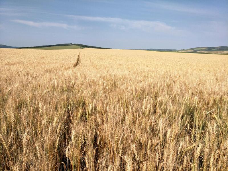 出售内蒙古呼伦贝尔小麦，红小麦，白麦，，，，，，，，，，