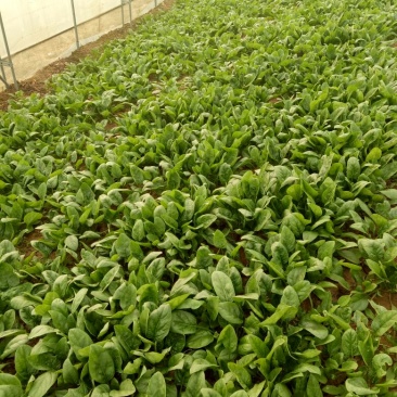 小叶菠菜15~20厘米