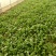 小叶菠菜15~20厘米