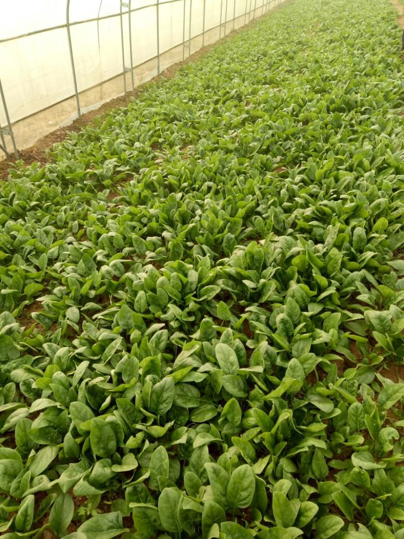 小叶菠菜15~20厘米