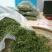 大悟绿茶