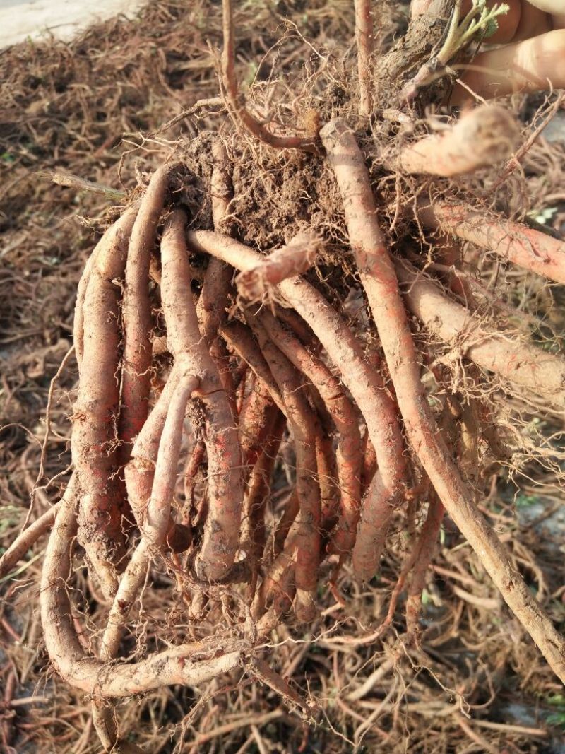 新丹参丹参茶条优质丹参片山东中药材