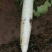 白皮白萝卜2.5~3斤起