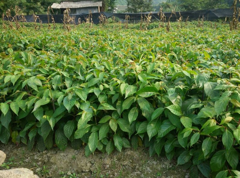 钩藤苗金钩藤苗木华钩藤过国家地理标志剑河县钩藤苗