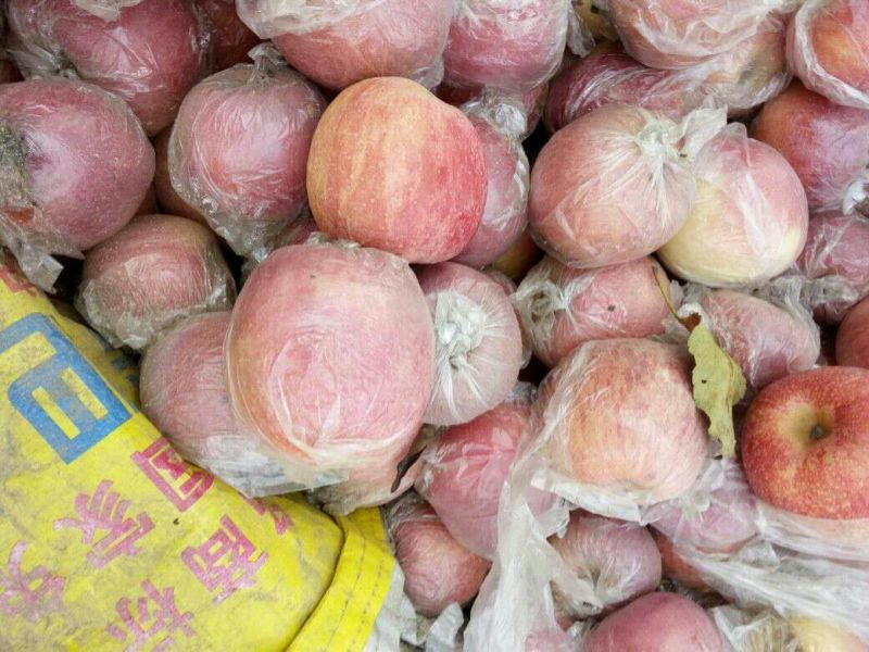 红富士苹果75mm以上膜袋