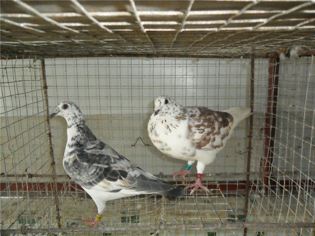 明瓦灰鸽山东日照莒县_批发_供应-一亩田农业