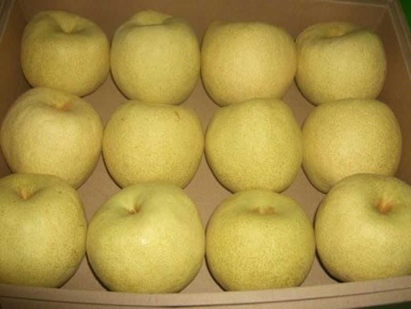 酥梨大量上市有需要的客商抓紧时间联系货美价廉