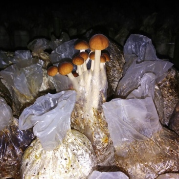 茶树菇12cm