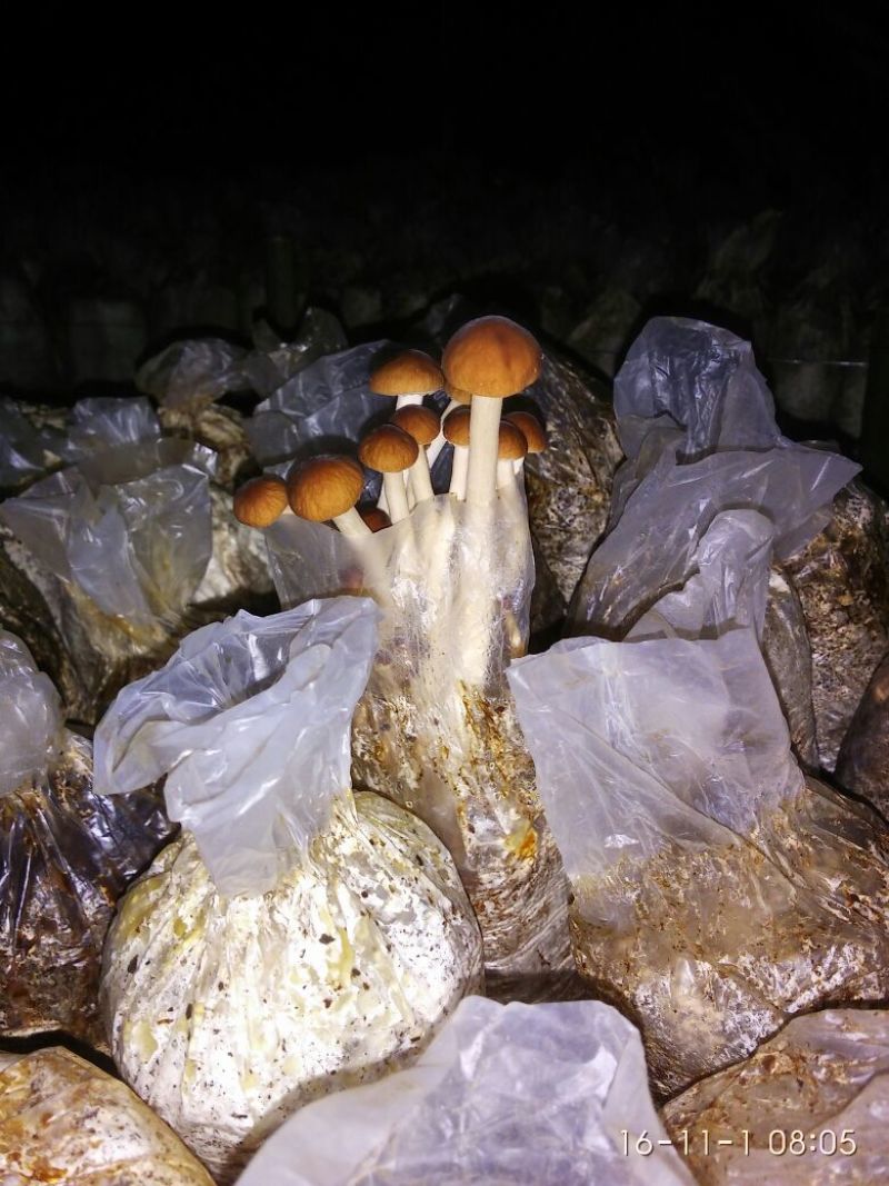 茶树菇12cm