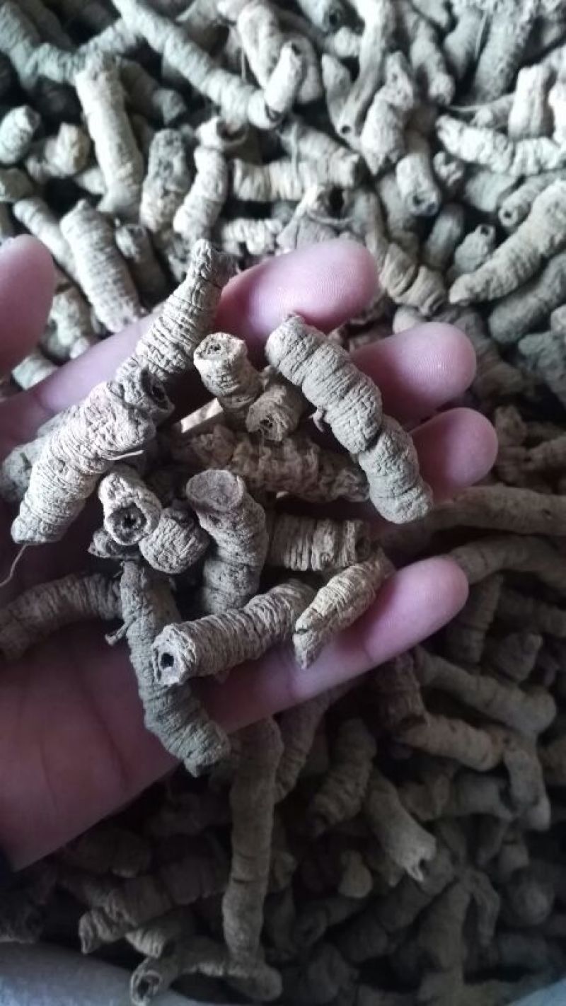 巴戟天特级
