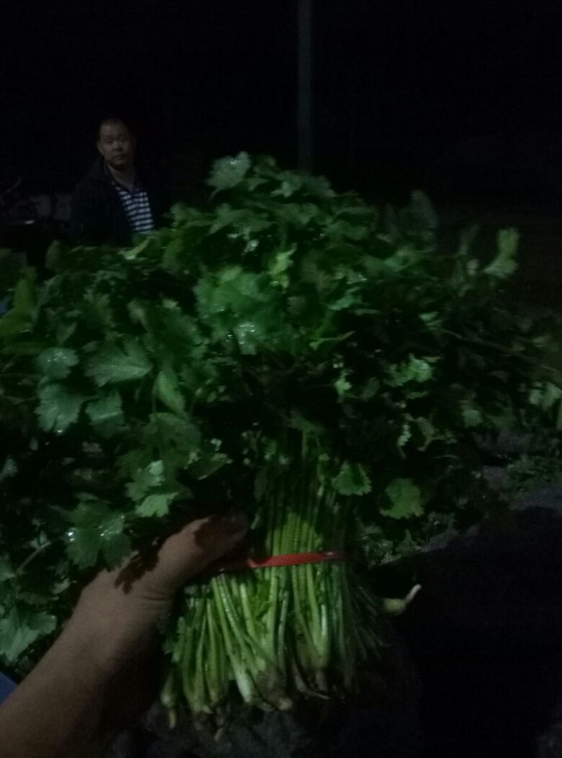 大叶香菜20~25厘米以上精品陆地香菜