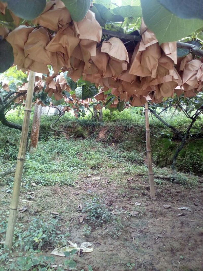 本山茶特级