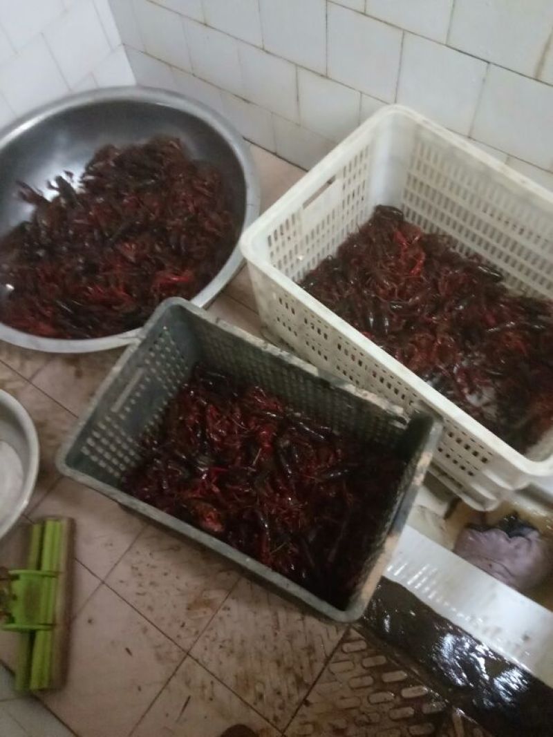 克氏原螯虾食用活虾4~6钱