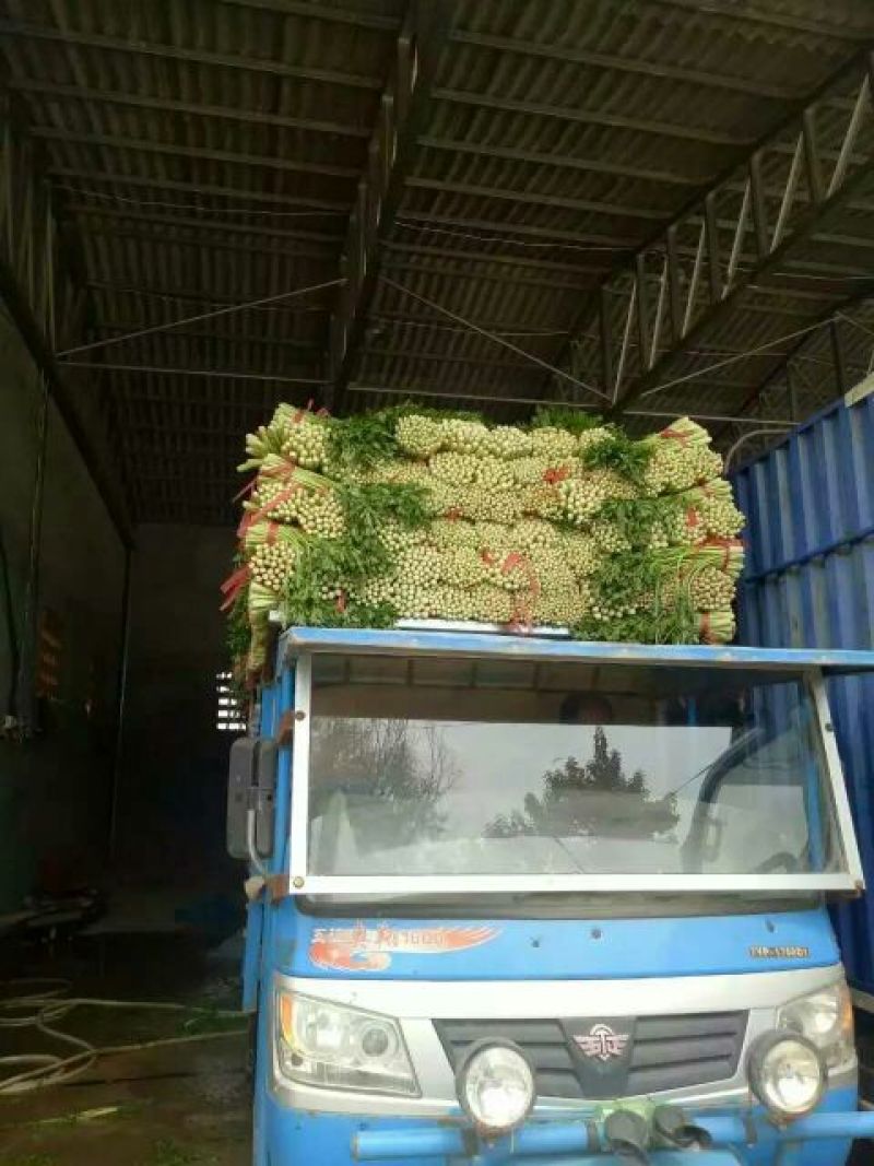 西安市阎良区上市了西芹55cm以上西吉芹菜