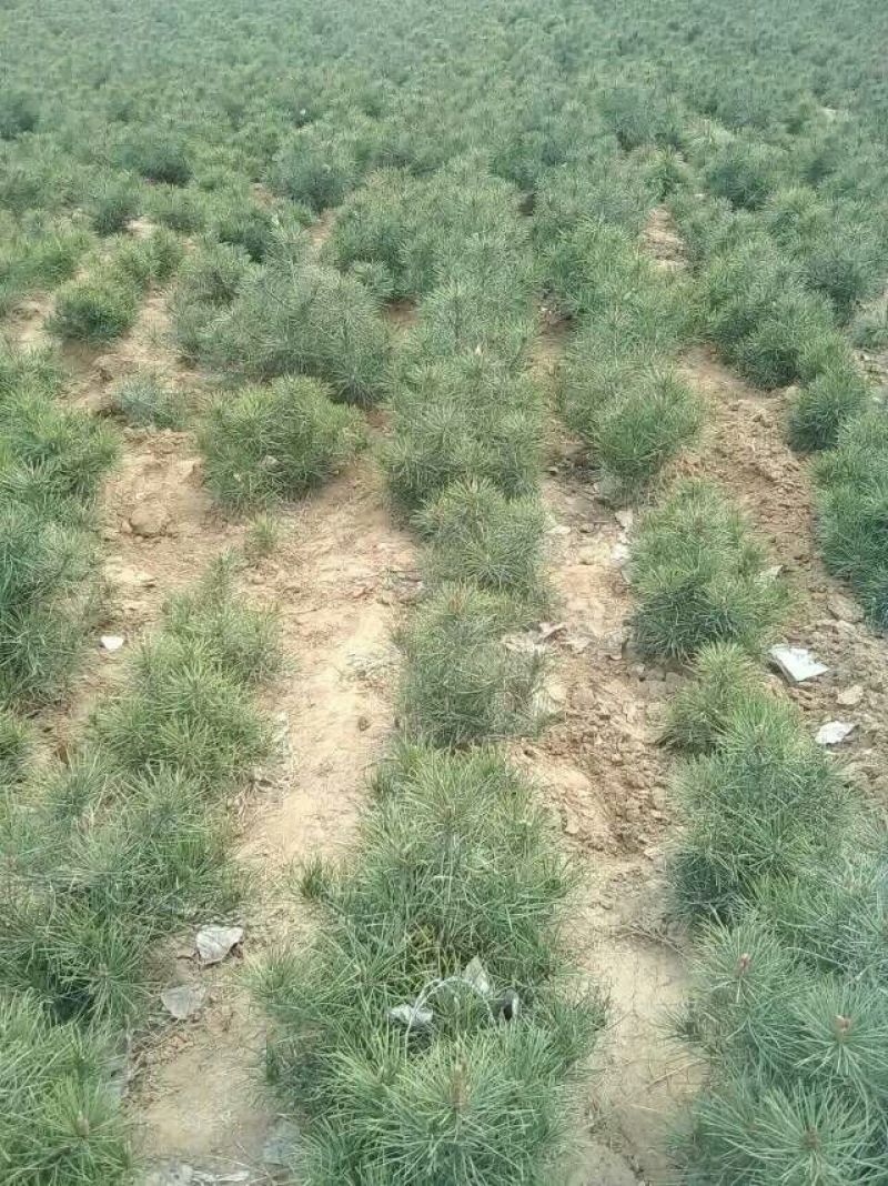 造型松4公分