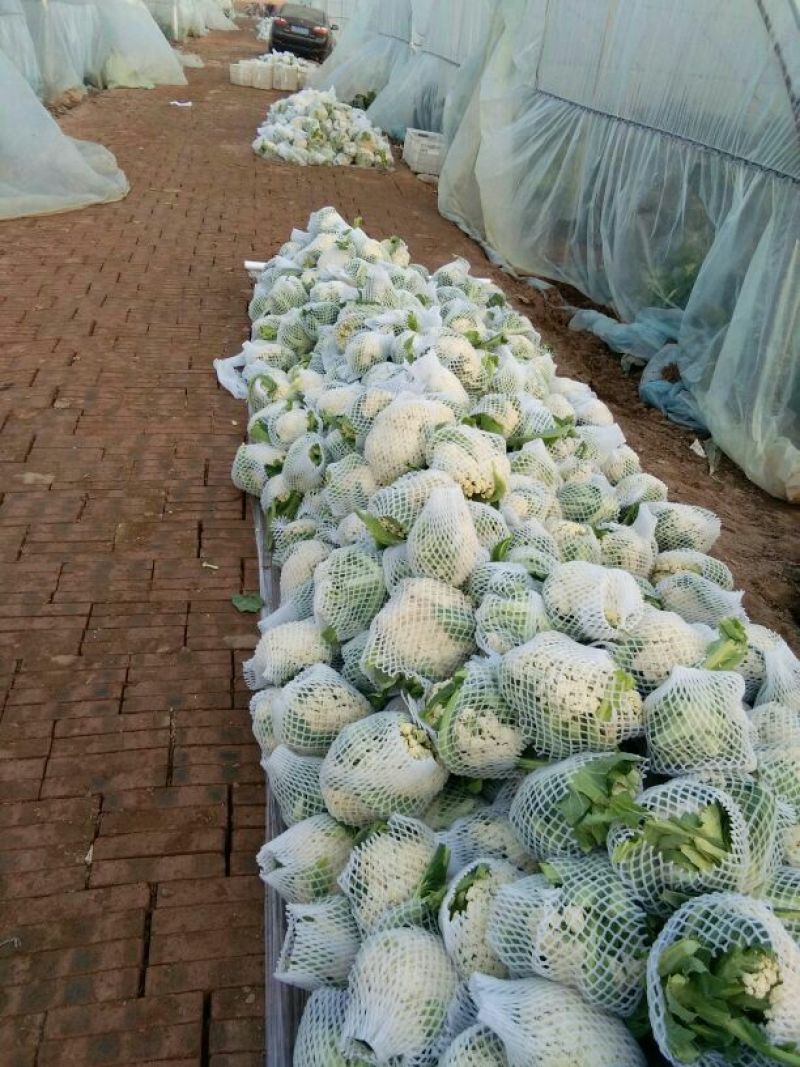 本地松花大量上市，质量很好