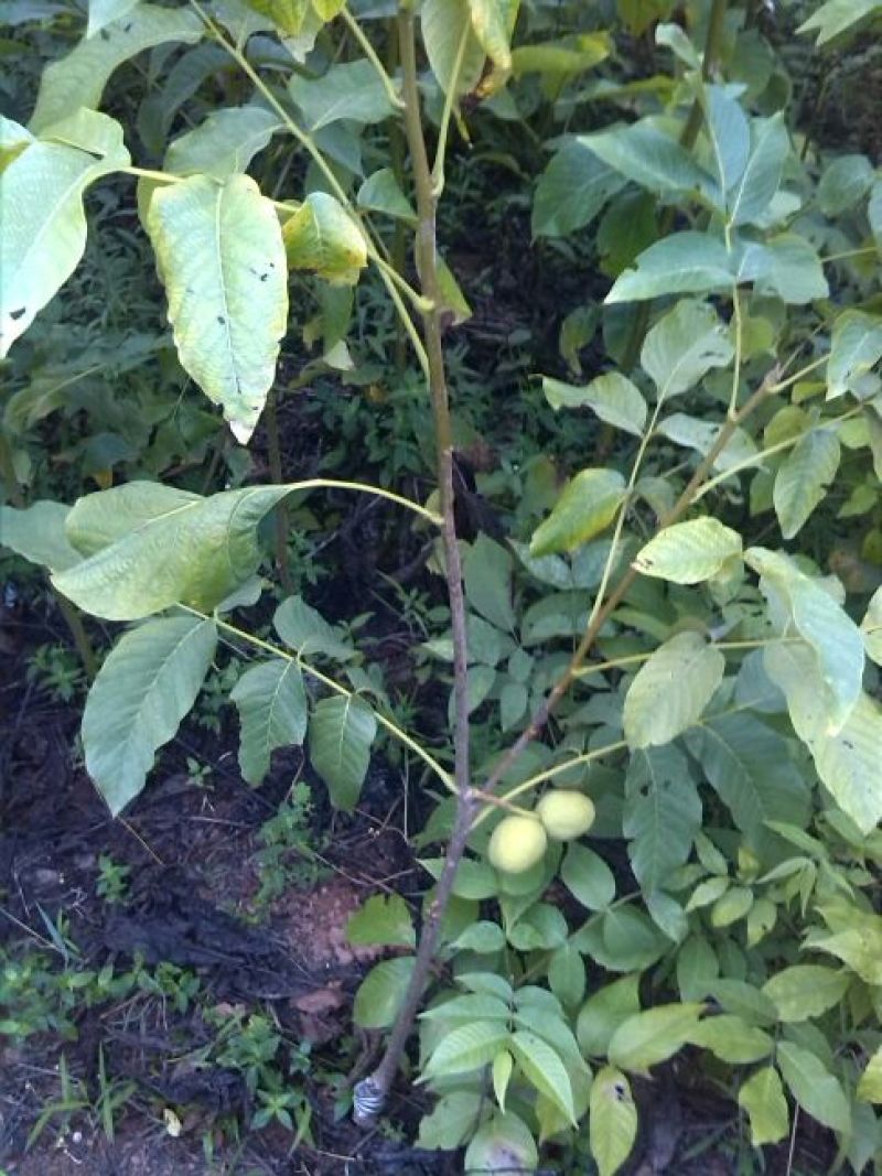 核桃苗二年苗50~100cm