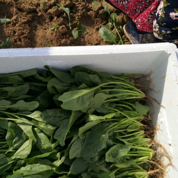 菠菜25~30厘米