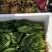 菠菜25~30厘米
