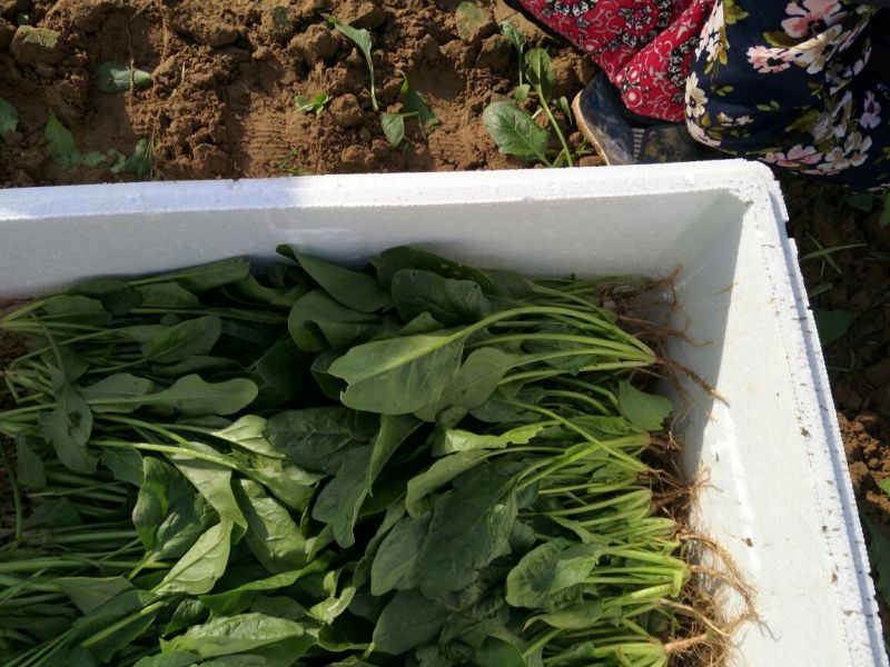 菠菜25~30厘米