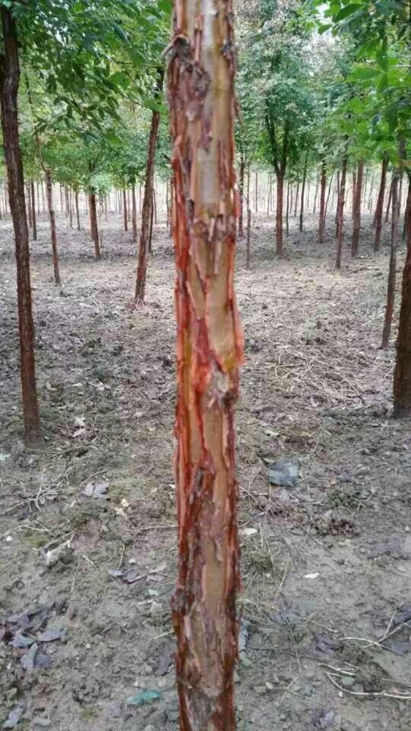血皮槭/中华血皮槭小苗30~50cm