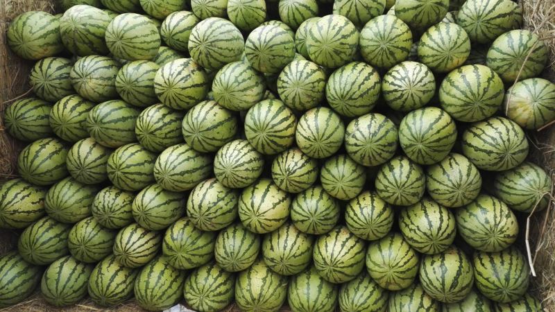 富硒西瓜金城5号金花1号