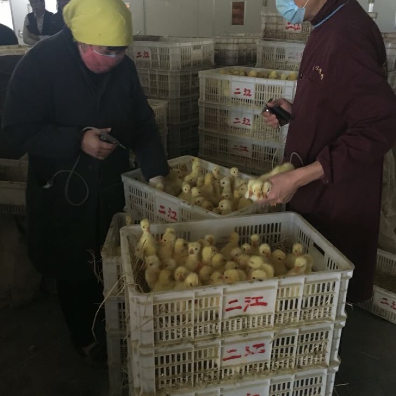 狮头鹅苗