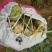 大头菜芥菜头孔明菜芥菜3两半以上每年9月左右上市