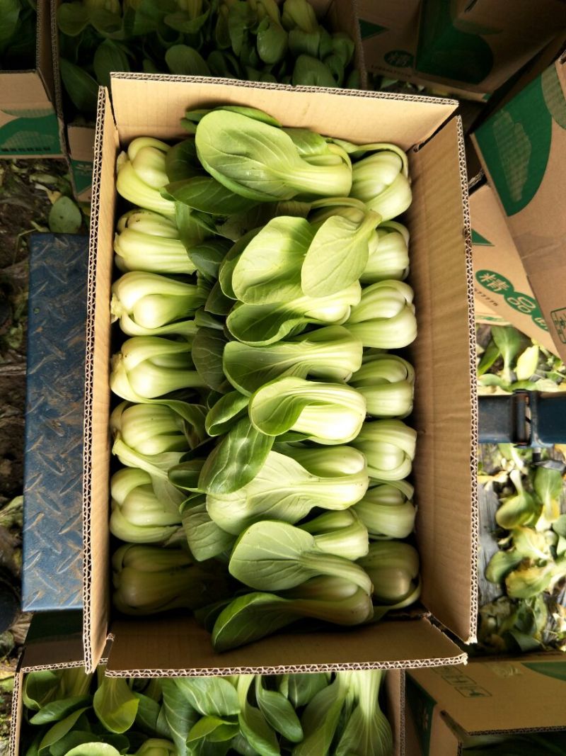 小油菜2两以上需要联系我合作共赢