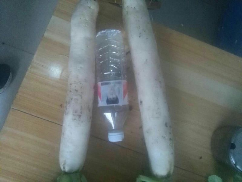白萝卜1~1.5斤起