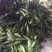粘玉米白玉米