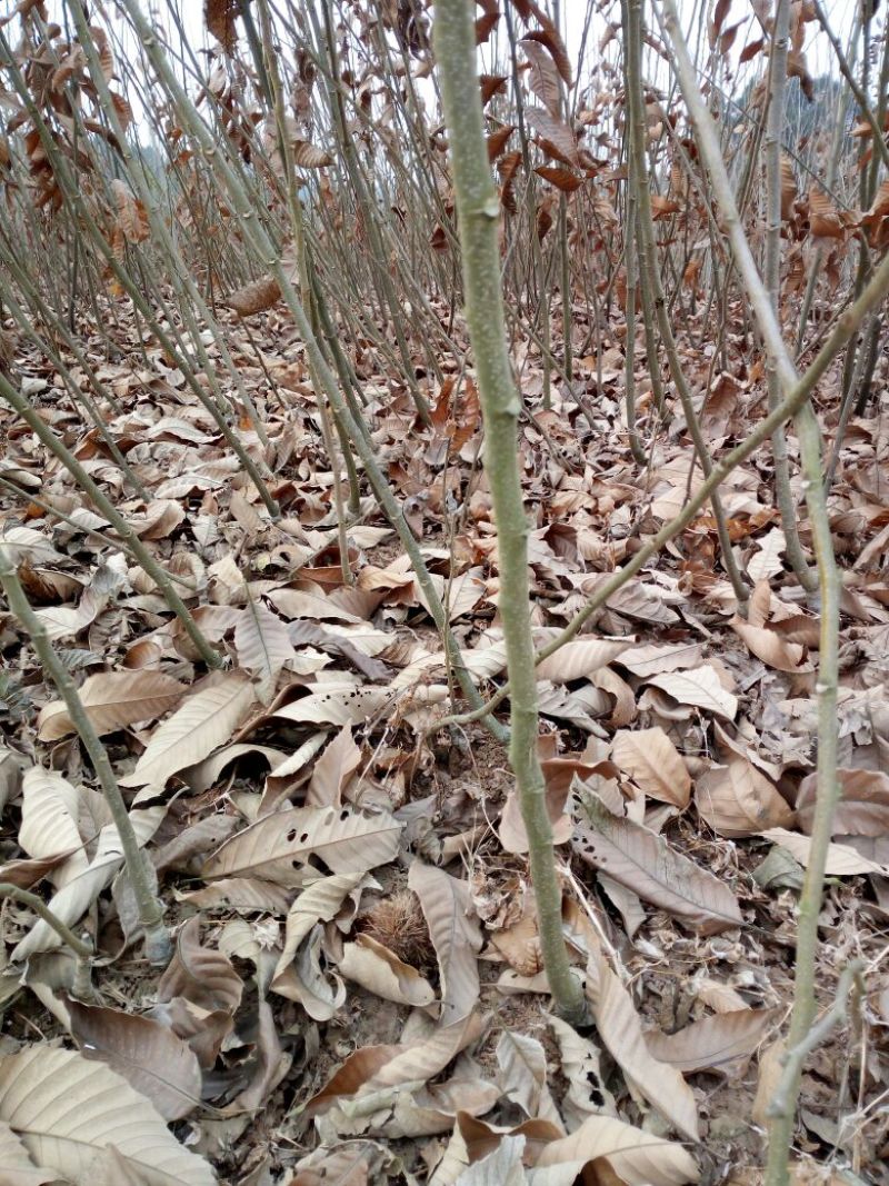 大红袍板栗苗30~50cm