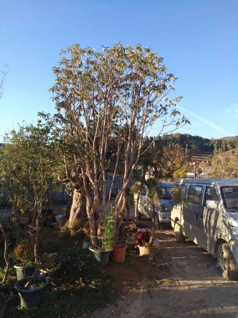 映山红20~25cm