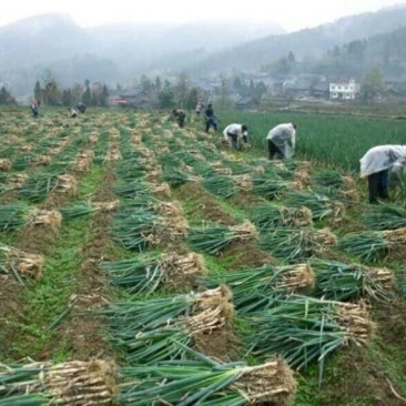 大葱40cm以上毛葱3cm左右