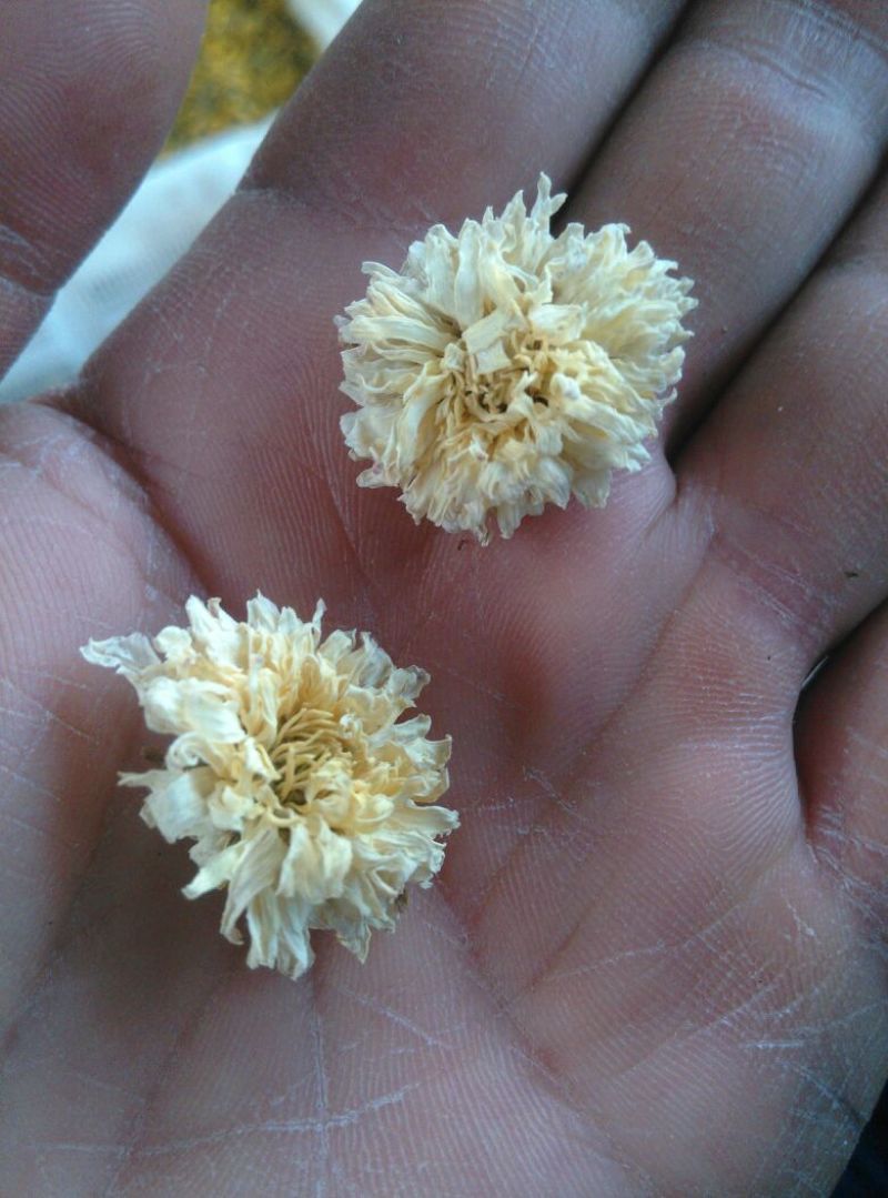 怀菊花袋装