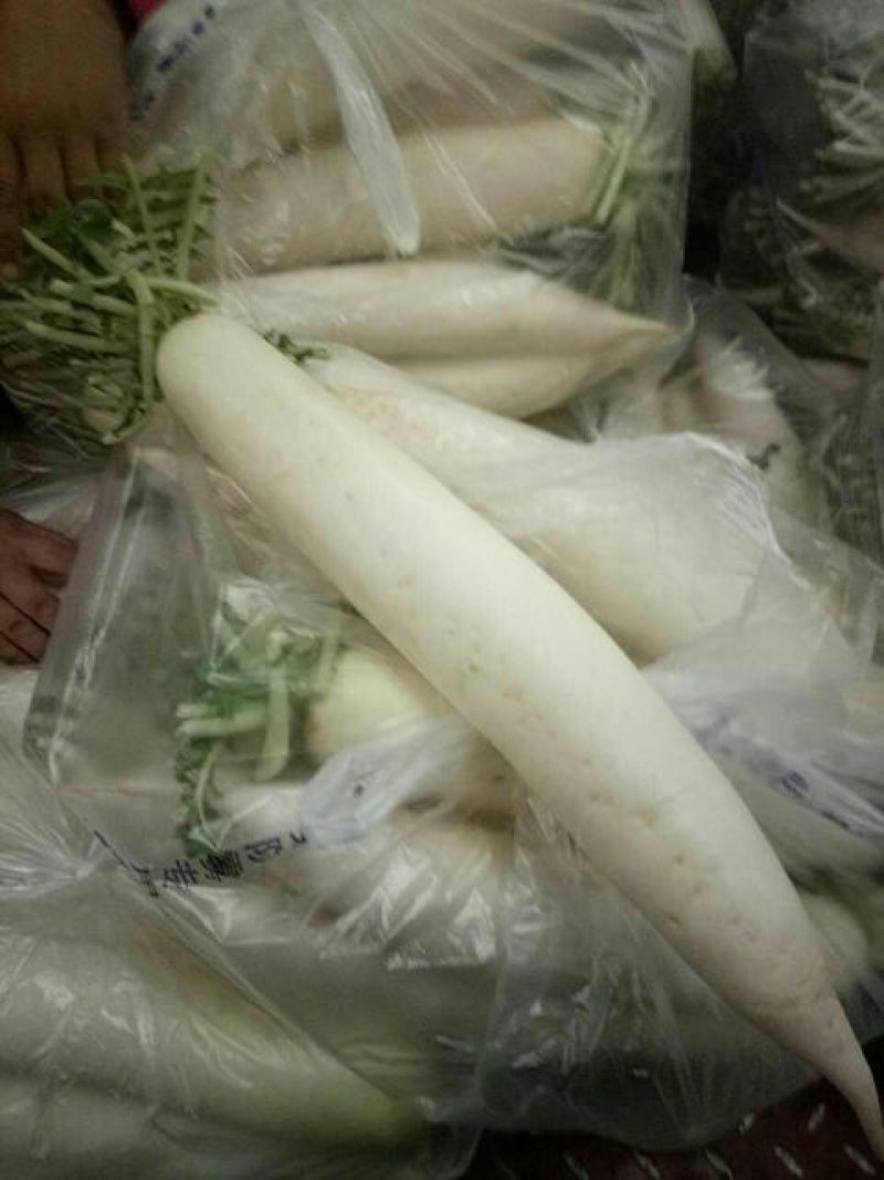 白萝卜2~2.5斤起