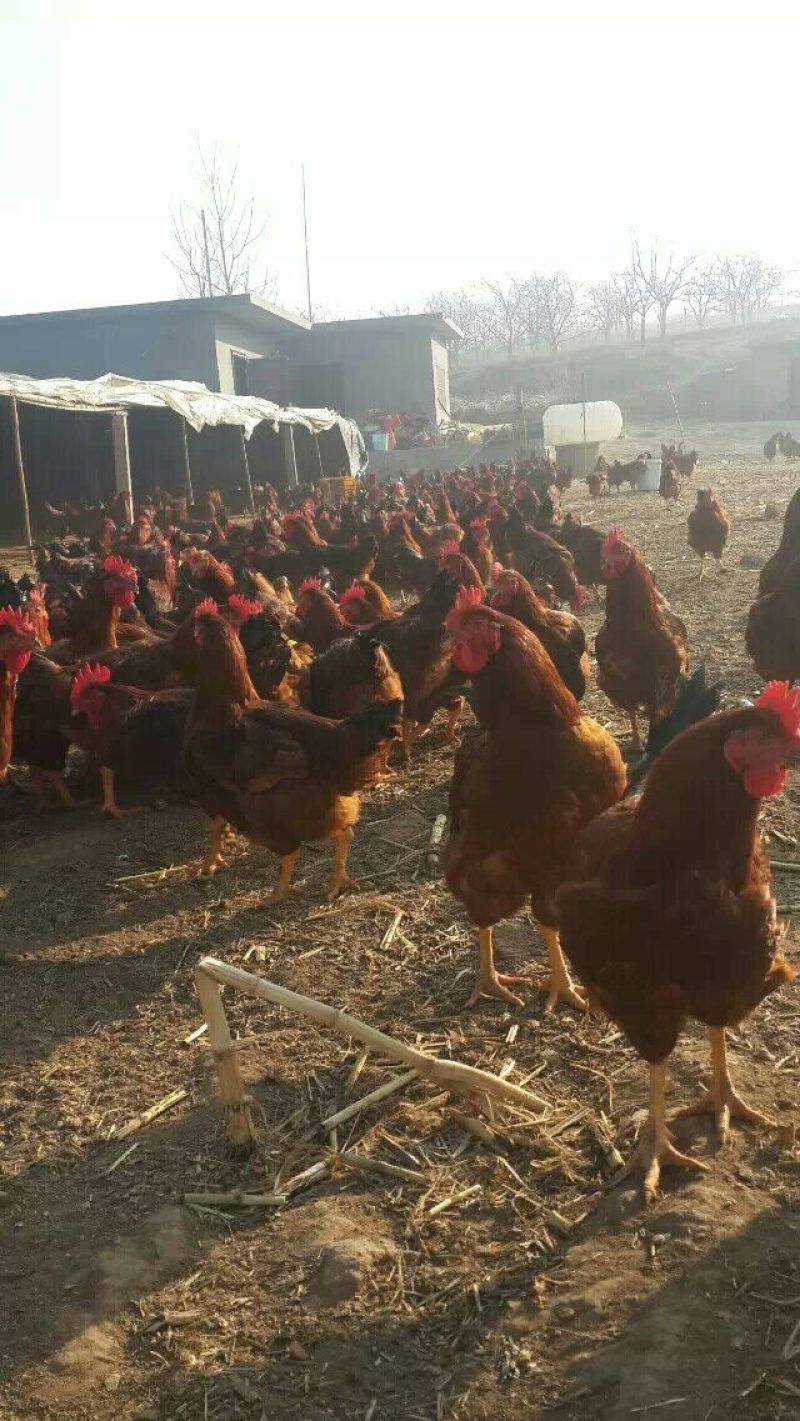 土地出租养鸡场