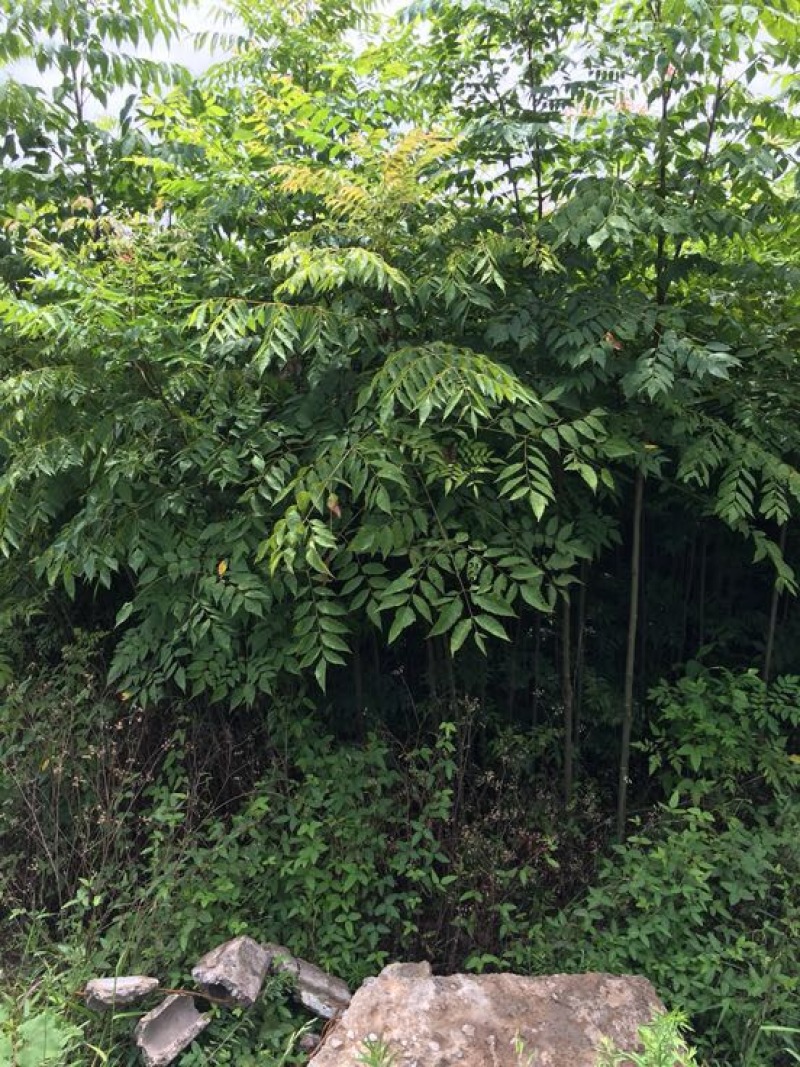 黄山栾树