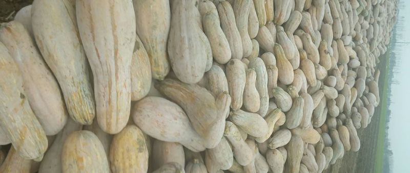 金韩蜜本南瓜4~5斤以上长条形