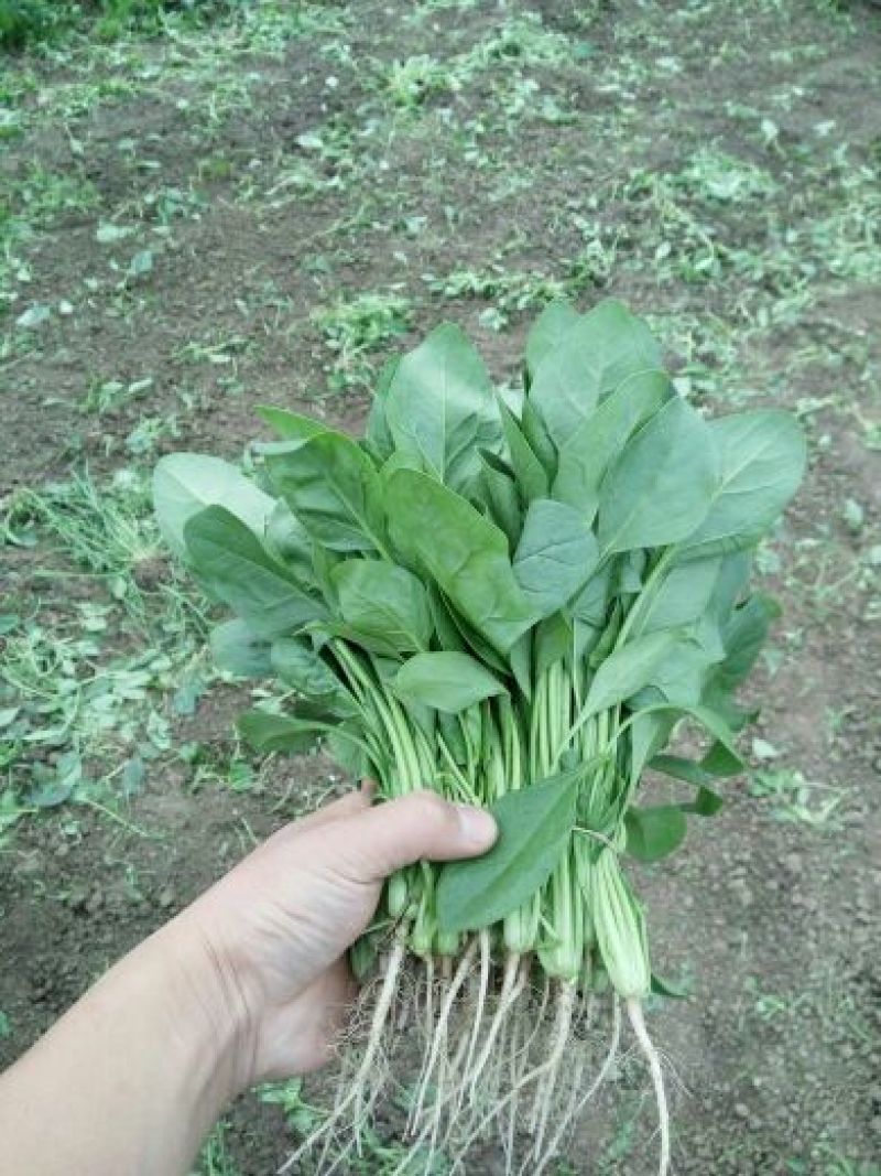 小叶菠菜20~30厘米全年供应欢迎老板看货