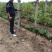葡萄苗1年80~110cm