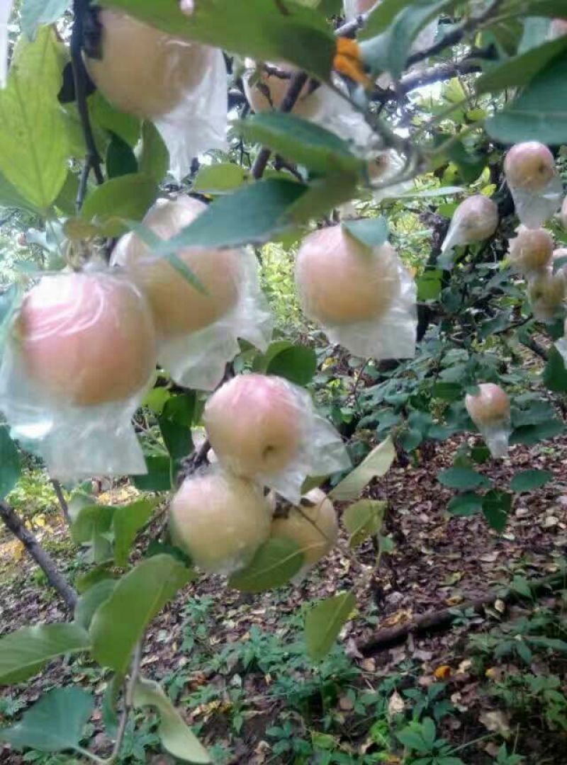 红富士苹果75mm以上膜袋
