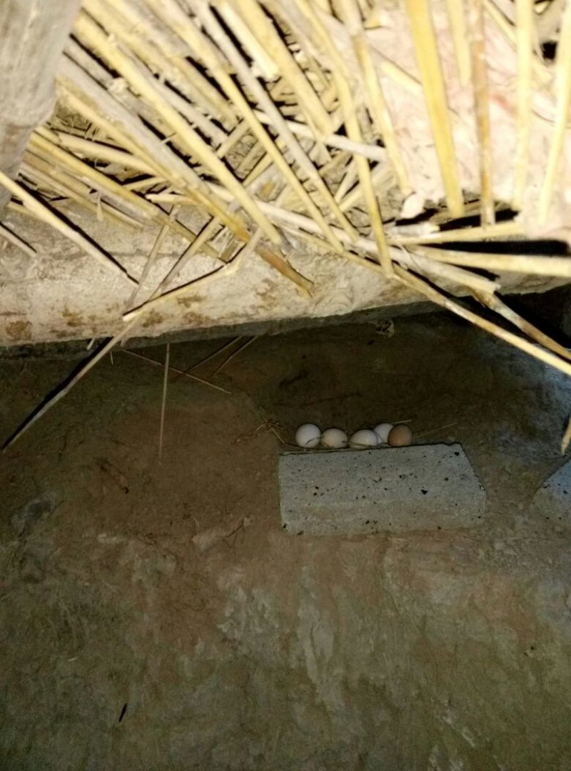 土鸡蛋食用50g以下