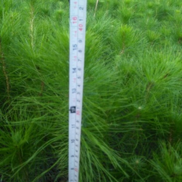 马尾松树苗30~50cm