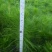 马尾松树苗30~50cm