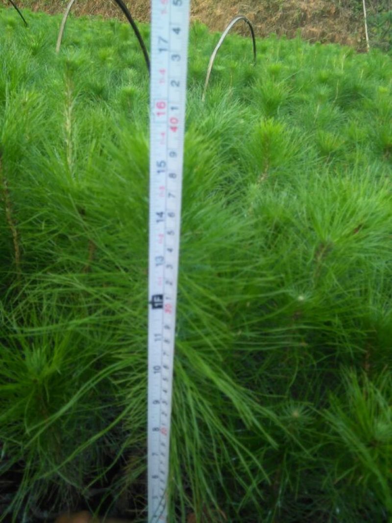 马尾松树苗30~50cm