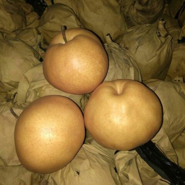 晚秋黄梨300~350g纸袋