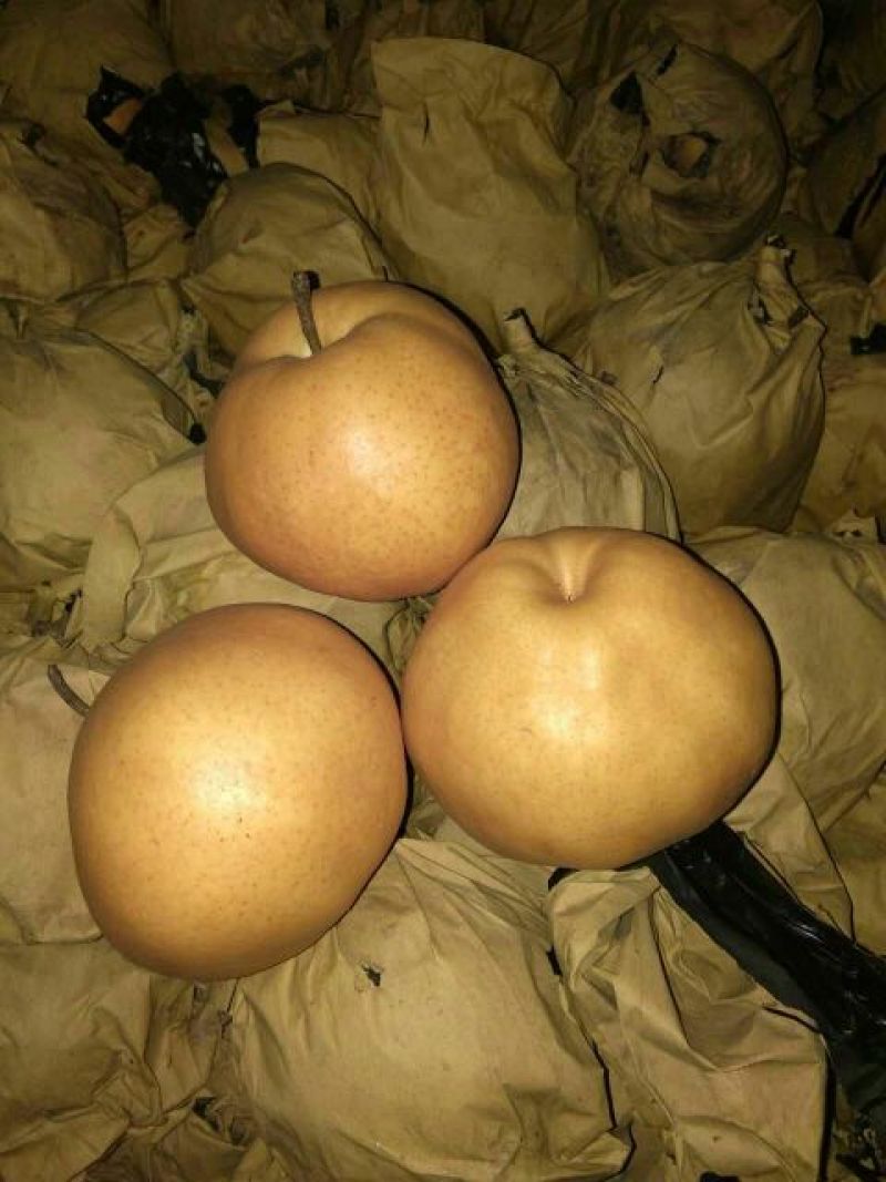 晚秋黄梨300~350g纸袋